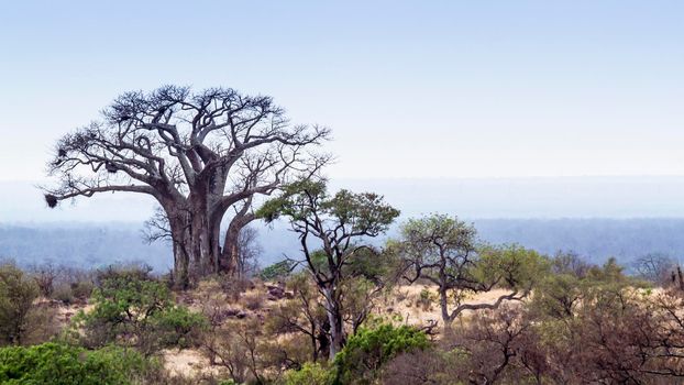 Veld landscape with baobab in Kruger National park