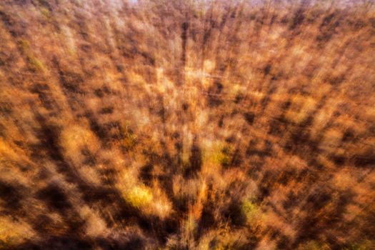 Abstract zooming effect from the bush in Kruger national park, South Africa