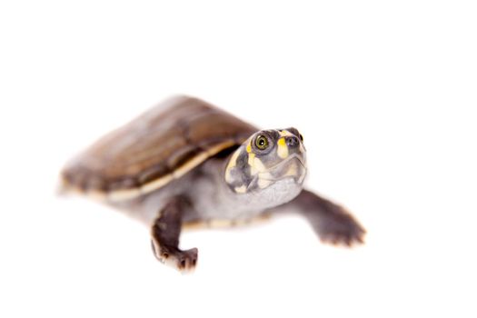 Yellow-spotted River Turtle, on white