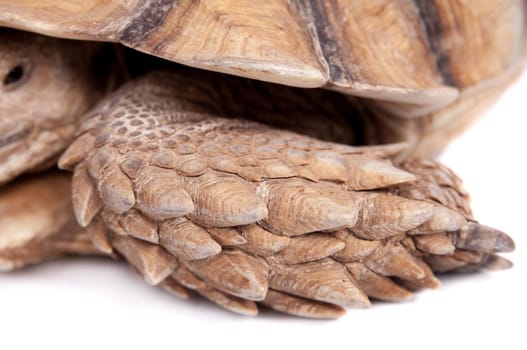 African Spurred Tortoise on white