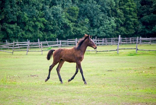 Baby brown horse frolic in the stable. horse breeding