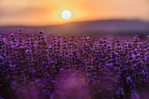 Blooming lavender in a field at sunset in Provence. Fantastic summer mood, floral sunset landscape of meadow lavender flowers. Peaceful bright and relaxing nature scenery