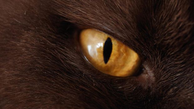 Macrophotography of the yellow cat's eye of the British breed