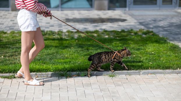 Caucasian woman walking with a cat on a leash outdoors in summer.