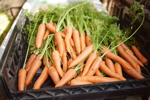 Agriculture, closeup and carrot farming for healthy grocery market. Organic, fresh produce and vegetable sales for agribusiness. Green shopping or vegan lifestyle consumers natural food choice.