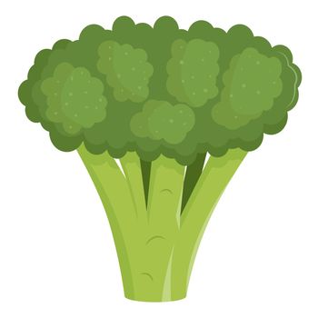 Fresh greem broccoli. Flat vector illustration. Vegetarian food