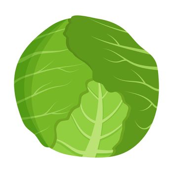 Whole green cabbage isolated on background. Flat vector illustration