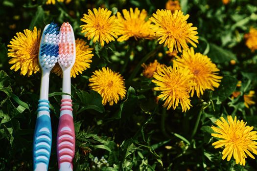Two toothbrushes on a green and yellow dandelion carpet