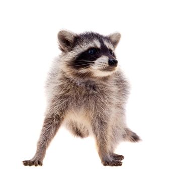 Baby raccoon on white background