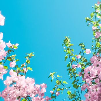 Pastel pink blooming flowers and blue sky in a dream garden, floral background