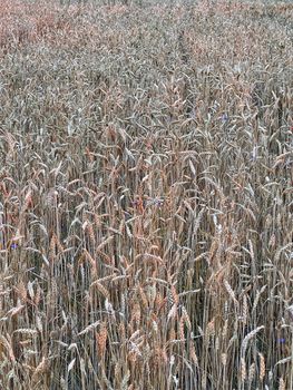 Wheat fields with spikelets close-up