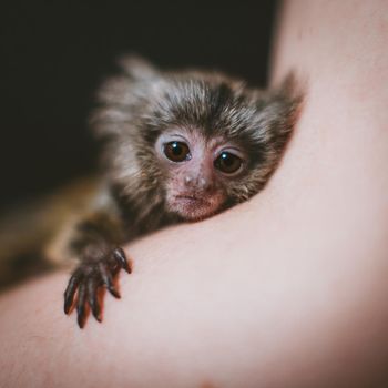 The common marmoset's babies on hand, isolated on black