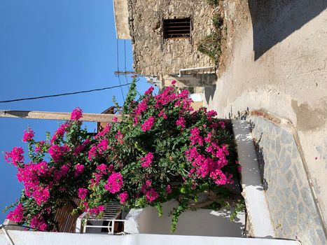Traditional Cycladic alley with a narrow street, whitewashed houses and a blooming azalea in Agios Nikolaos, Crete island, Greece.
