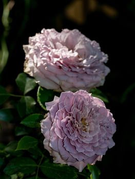 Shape and colors of Princess Kaori roses blooming
