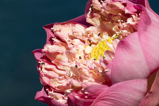 Small Insect in petal and pollen of pink lotus flower