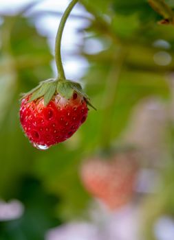 A small stunted strawberry has not been collected from a strawberry plant