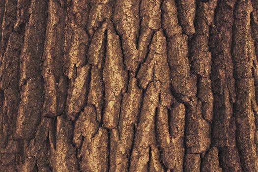 Texture of an Oak Tree Bark