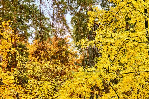 Autumn golden picture.branches with bright yellow orange leaves.
