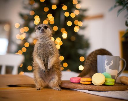 The meerkat or suricate cub in decorated room with Christmass tree.