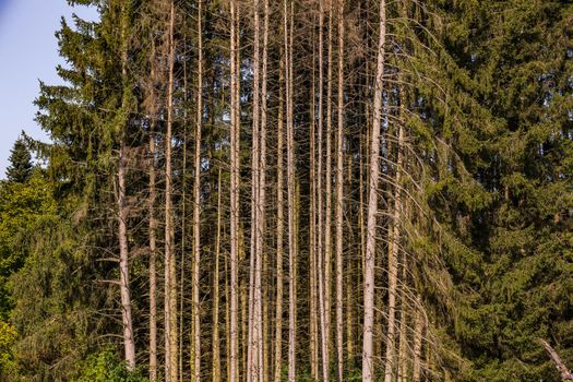 Trunks of sick spruce trees in a small wooded area in Germany