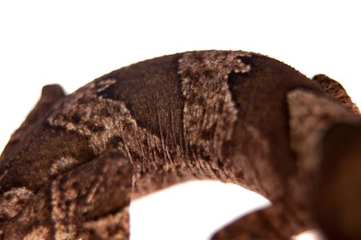 Bow-fingered gecko on white
