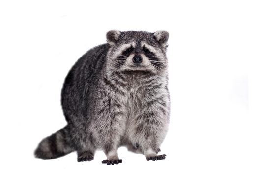 Raccoon, Procyon lotor, on the white background