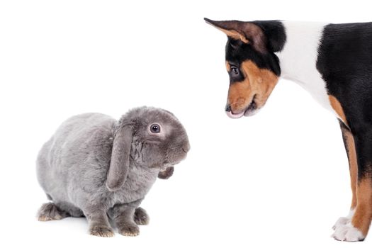 Grey lop-eared rabbit with basenji puppy