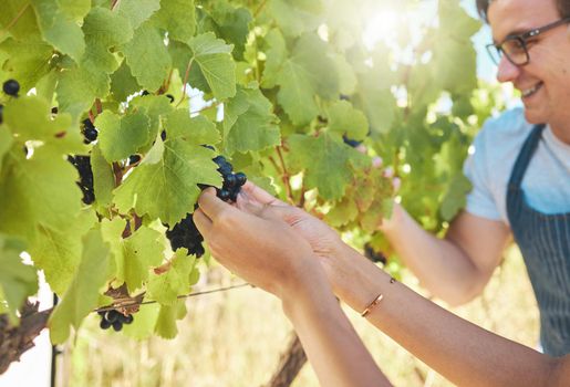 Growth, grapes and vineyard farmer hands picking or harvesting organic bunch outdoors for quality choice, agriculture industry or market. A worker checking vine fruit from tree plant in summer