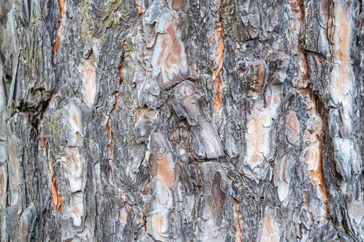 the texture of pine bark in close-up as a background
