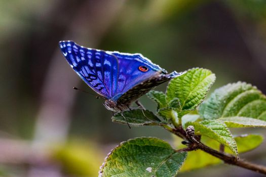 The butterfly Brilliant Blue on a branch in the lush green nature of the island of Mauritius in the Indian Ocean