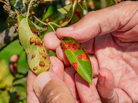 Pucciniales Rust on pear leaves.  Red dots disease 