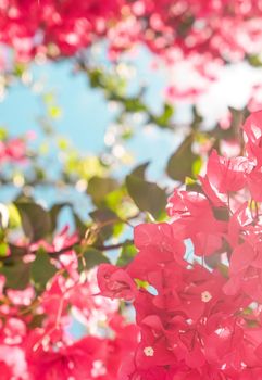 Coral blooming flowers and blue sky, feminine style background