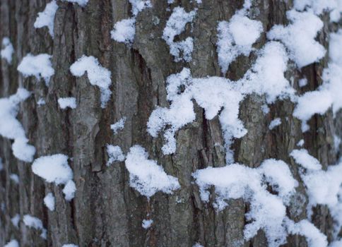 Bark of Oak Covered Snow