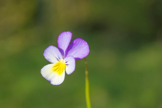 Pansy Flower in Spring Field