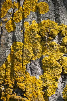 Texture of Moss on oak