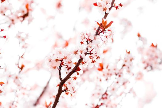 Floral blossom in spring, pink flowers as nature background