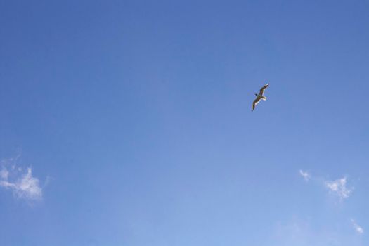 A flight of seagulls in the blue sky