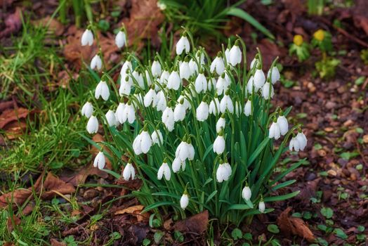 Snowdrops. Snowdrops - Galanthus is a small genus of about 20 species of bulbous herbaceous plants in the family Amaryllidaceae, subfamily Amaryllidoideae.