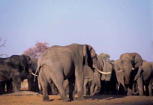 Elephant, Botswana, Africa