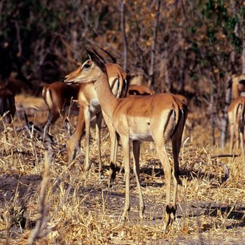 impala, botswana, Africa