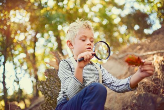 What an interesting find...Shot of an inquisitive little boy exploring the woods with a magnifying glass.