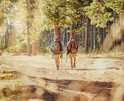 Friends or hikers hiking in a forest in nature on a dirt trail outdoors on a sunny summer day near trees. Active and fit men or tourists trekking or walking while on an adventure in the woods