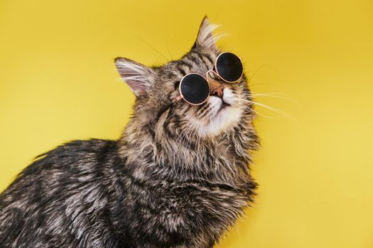 Closeup view of amazing domestic pet in black round fashion sunglasses on yellow wall.