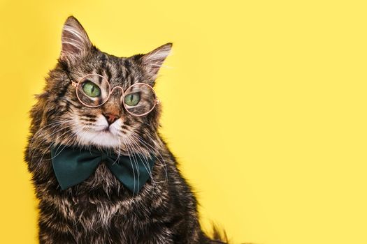 Funny cat in bow tie and glasses sitting on yellow background
