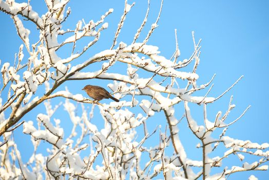Blackbird in wintertime - Turdus merula, male