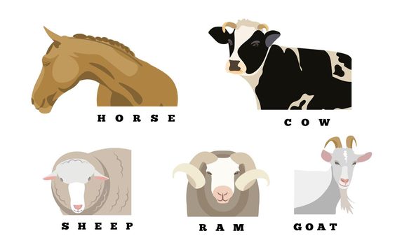 Horse, Cow, Goat, Sheep und Ram illustration