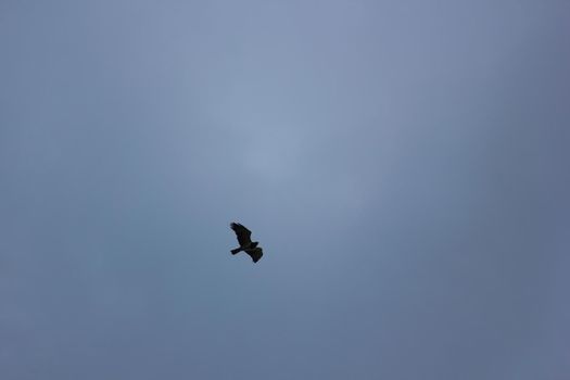 Flying Eagle With Dark Overcast Sky
