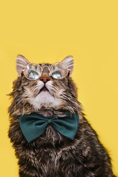 Funny cat in bow tie and glasses sitting on yellow background