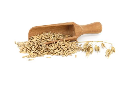Oats grains with husk in wooden scoop over white