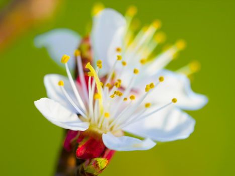 Nature, spring and beauty, a plum tree blossom closeup, petals and stamen with green background. Garden, flowers and gardening, sustainable environment for plants, growth and a flower in the sunshine